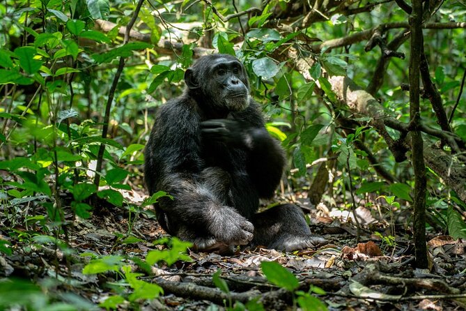 Multi Day Private Gorillas and Chimpanzee Trekking Tour in Uganda - Why Uganda’s two primate parks make a strong pair