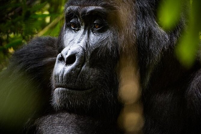 Multi Day Private Gorillas and Chimpanzee Trekking Tour in Uganda - Day 7: Entebbe airport transfer
