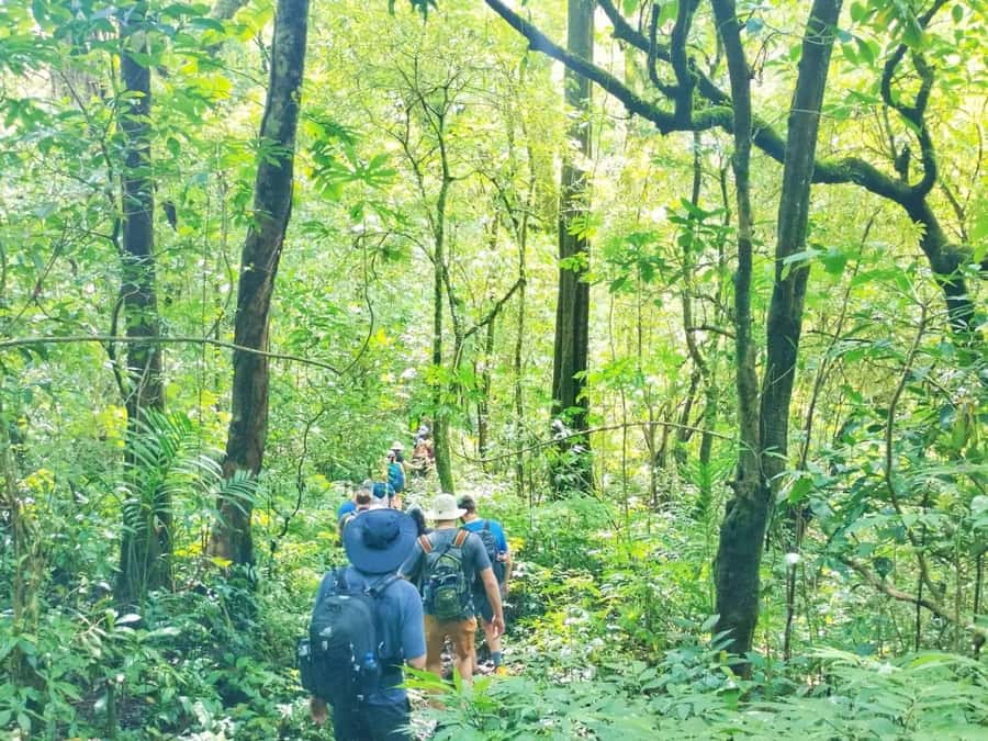 Munduk : Jungle Trekking,Canoeing,waterfall &authentic lunch - What makes this northern Bali outing worthwhile