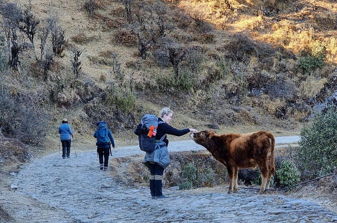 Mystic Darjeeling to Tonglu Day Trek - Weather, fitness, and the seven-hour schedule