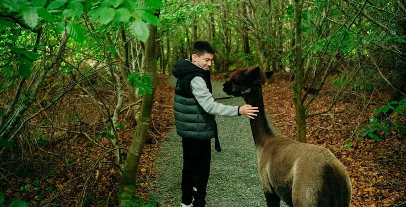 N. Ireland: Award Winning Guided Scenic Alpaca Trekking - Key points to know