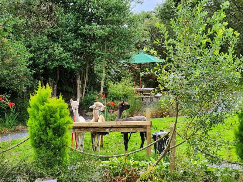 N. Ireland: Award Winning Guided Scenic Alpaca Trekking - Why this alpaca walk feels different