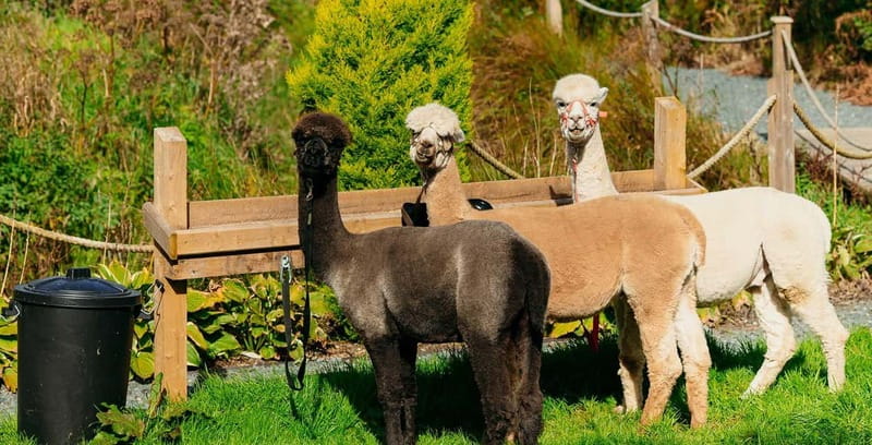 N. Ireland: Award Winning Guided Scenic Alpaca Trekking - Coffee on the island