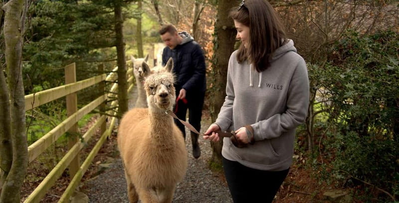N. Ireland: Award Winning Guided Scenic Alpaca Trekking - The final 10 minutes with the alpacas