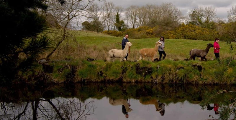 N. Ireland: Award Winning Guided Scenic Alpaca Trekking - How much value do you get for $34?