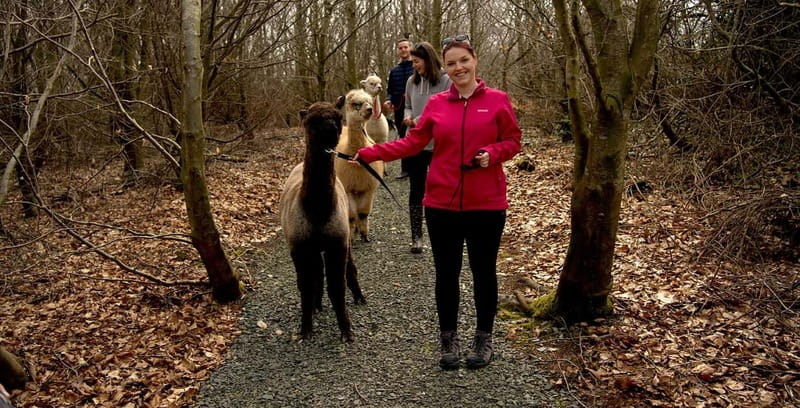 N. Ireland: Award Winning Guided Scenic Alpaca Trekking - Who should book this experience?