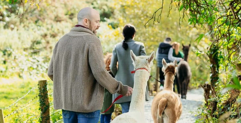 N. Ireland: Award Winning Guided Scenic Alpaca Trekking - Arriving at BallyBurren Outdoor Escapes