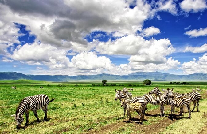 Ngorongoro Day Trip From Arusha / Kilimanjaro - Key points to know before booking