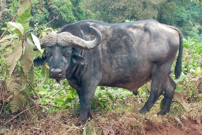 Ngorongoro Day Trip From Arusha / Kilimanjaro - The 6:00 am Start and 190-Kilometer Drive