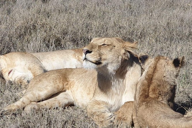 Ngorongoro Day Trip From Arusha / Kilimanjaro - Lunch, Water, and the Practical Comforts