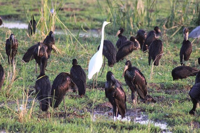 Ngorongoro Day Trip From Arusha / Kilimanjaro - Booking Details Worth Checking