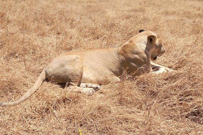 Ngorongoro Day Trip From Arusha / Kilimanjaro - Game Drives on the Crater Floor