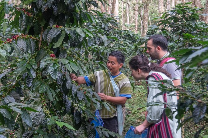 Off the Map Chiang Mai Jungle Coffee Trek Roast and Brew - Planting a coffee tree for the future