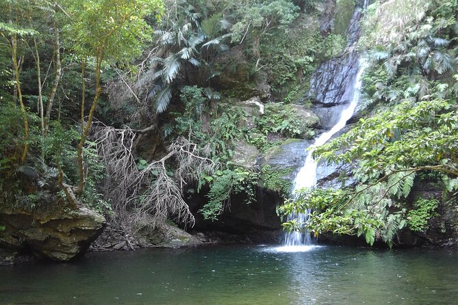 Okinawa Jungle Trails & Waterfalls – Private Yanbaru Tour - Following the river into Yanbaru