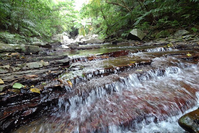 Okinawa Jungle Trails & Waterfalls – Private Yanbaru Tour - What to wear and how to prepare
