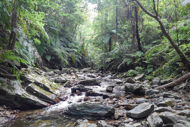 Okinawa Jungle Trails & Waterfalls – Private Yanbaru Tour - The transport question in northern Okinawa