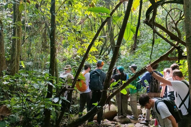 One Day Trekking Chiang Rai Jungle Adventure and Bamboo Cooking - Bamboo lunch in a peaceful forest setting