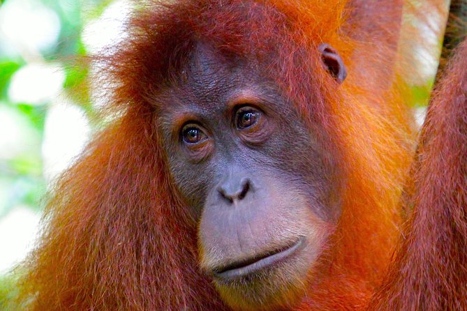 ORANGUTAN TREK (2D/1N) by EcoTravel Bukit Lawang - Searching for Orangutans in Gunung Leuser