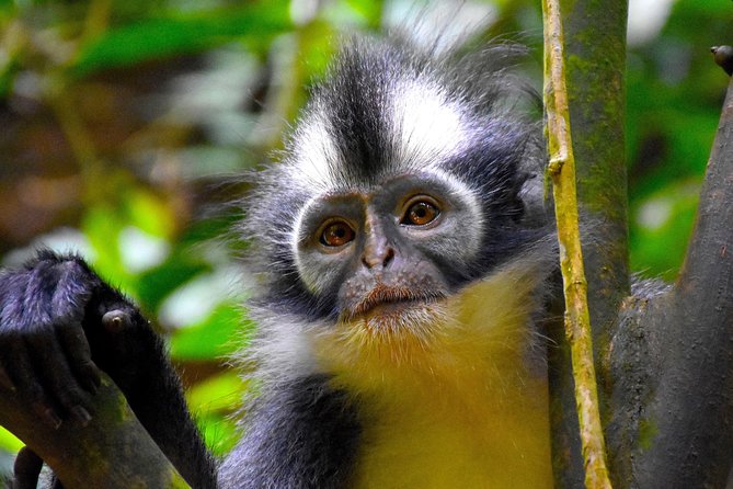 ORANGUTAN TREK (2D/1N) by EcoTravel Bukit Lawang - Evening in the Jungle and a Simple Night Under Canvas