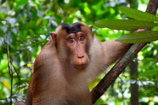 ORANGUTAN TREK (2D/1N) by EcoTravel Bukit Lawang - Day Two: Waterfall Time and the Jungle Taxi