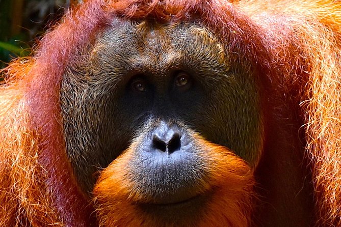 ORANGUTAN TREK (2D/1N) by EcoTravel Bukit Lawang - What to Pack for the Rainforest
