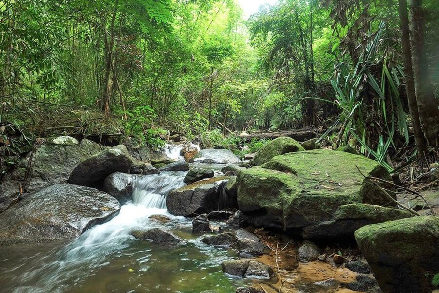 Phuket: Jungle Trekking Experience at Khao Phra Taew - Watching for gibbons, snakes, and small forest life