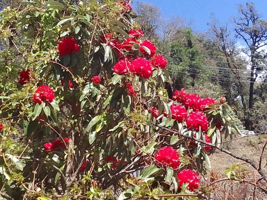 Pokhara: 3-Day Ghorepani, Poon Hill and Ghandruk Guided Trek - What the walking is really like