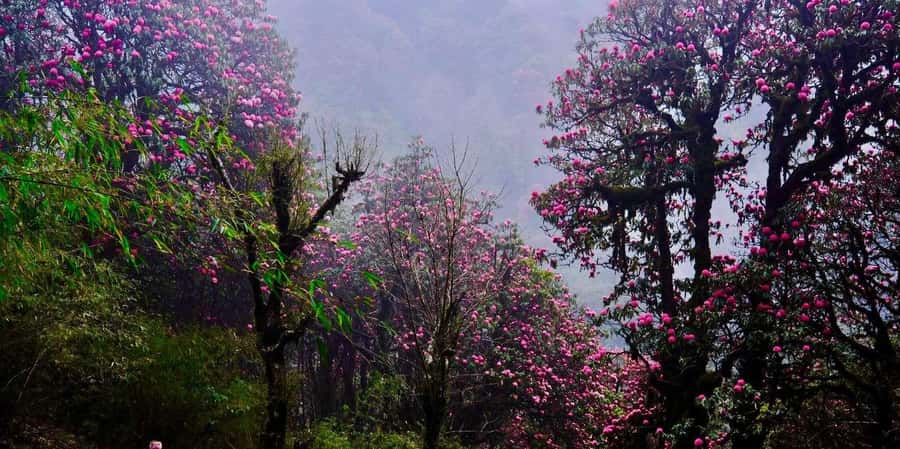 Pokhara: 3- days Poon Hill Trek - Should you book the Poon Hill trek?