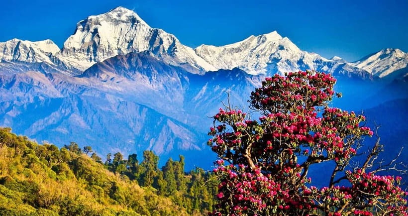 Pokhara: 4-Day Ghorepani, Poonhill & Ghandruk Mountain Trek - What makes this four-day trek worth your time