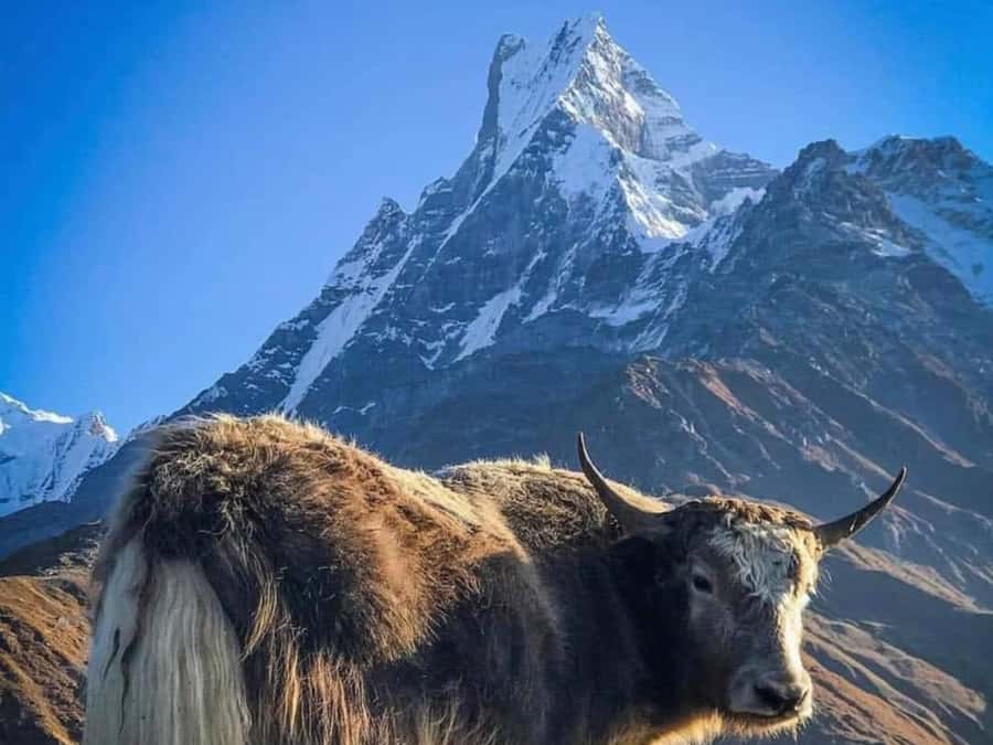 Pokhara: 4-Day Mesmerizing Mardi Himal Guided Trek - Key points before you book