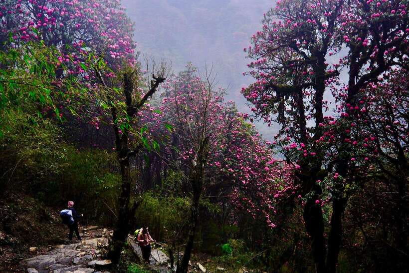 Pokhara: 4-Day Poon Hill and Ghandruk Guided Trek - Who should book this trek