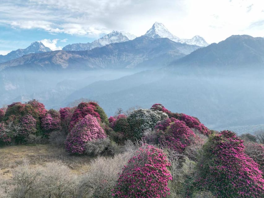 Pokhara: 7-Day Annapurna Base Camp Via PoonHill & Hot Spring - Day 4: Sinuwa to Deurali at 3,200 meters