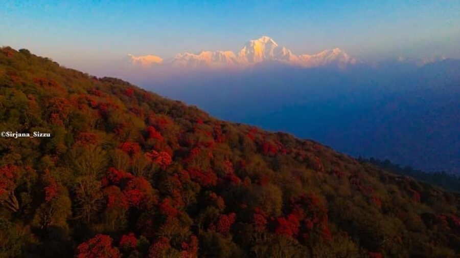 Pokhara: 7-Day Annapurna Base Camp Via PoonHill & Hot Spring - Day 6: Returning from Base Camp to Bamboo