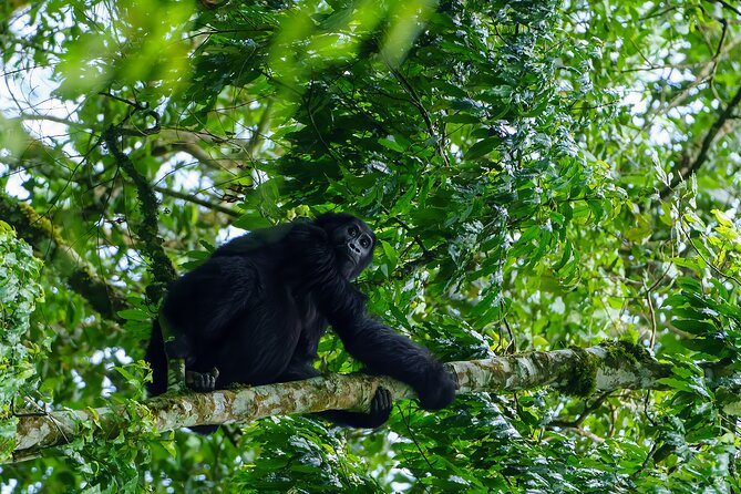 Private 3 Day Gorilla Trekking Safari in Uganda - Day 1: Entebbe to Bwindi by road