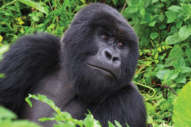 Private 3 Day Gorilla Trekking Safari in Uganda - Day 3: The road back and the Equator stop