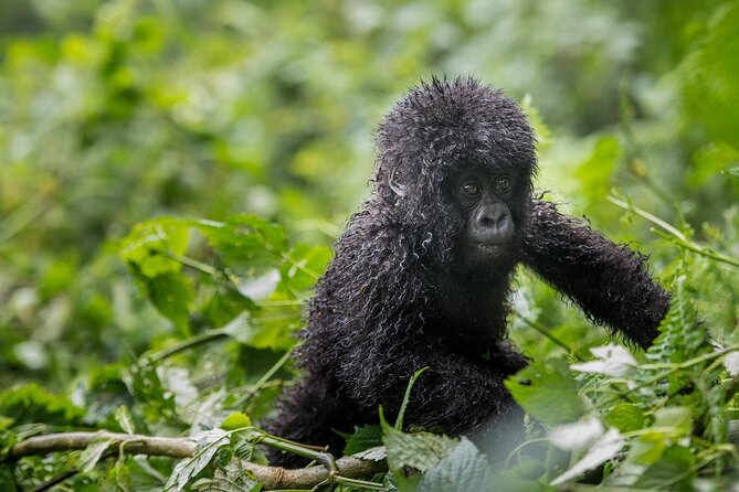 Private 3 Day Gorilla Trekking Safari in Uganda - What the $3,326 price covers