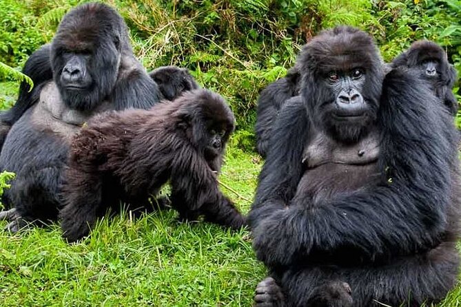 Private 3 Day Gorilla Trekking Safari in Uganda - The guide and driver can shape the whole trip