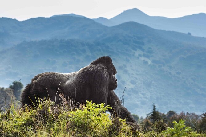 Private 3 Day Gorilla Trekking Safari in Uganda - Who should choose this trip