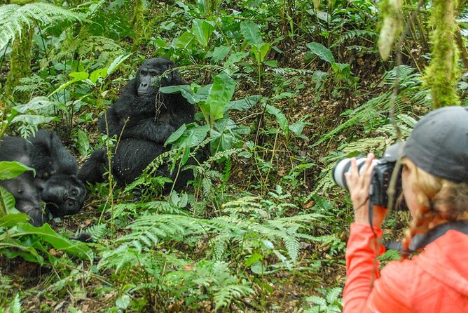 Private 3 Day Gorilla Trekking Safari in Uganda - Practical advice before you go
