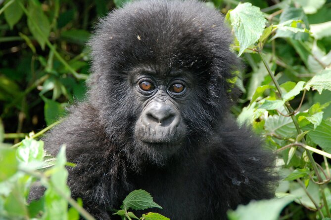 Private 3 Day Gorilla Trekking Safari in Uganda - Day 2: The gorilla trek in Bwindi