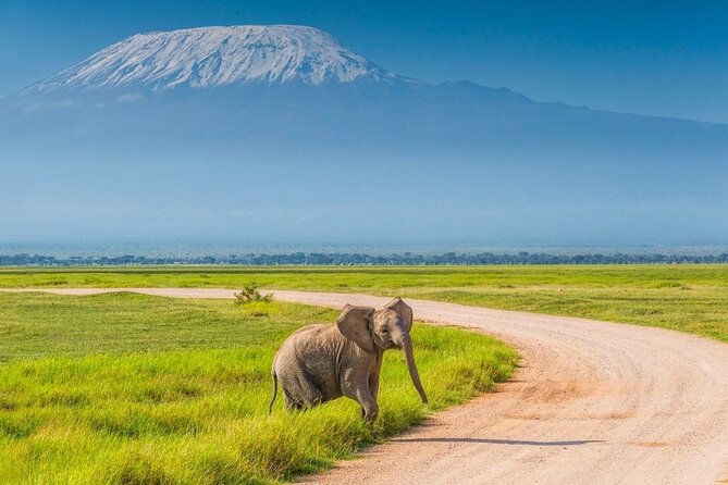 Private Day Tour Amboseli National Park, View Mt. Kilimanjaro 4<em>4 – Key points to know before you book’ /></p>
<ul>
<li><strong>Kilimanjaro views depend on conditions:</strong> The mountain can be a striking backdrop, but clouds may affect visibility.</li>
<li><strong>Early pickup matters:</strong> The 5:00 a.m. departure helps you reach Amboseli for the best part of the day.</li>
<li><strong>Private means your group only:</strong> This is designed for your party, rather than a shared sightseeing bus.</li>
<li><strong>Wildlife is the main event:</strong> Elephants, lions, cheetahs, zebras, giraffes, buffaloes, hippos, birds, and other animals may appear.</li>
<li><strong>Lunch is included, drinks are not:</strong> Pack extra water and snacks for the long road journey.</li>
<li><strong>Budget for the park fee:</strong> Amboseli National Park admission is paid separately.</li>
</ul>
<h2>Why Amboseli makes a strong day trip from Nairobi</h2>
<p><img width="669" height="446" decoding="async" src=