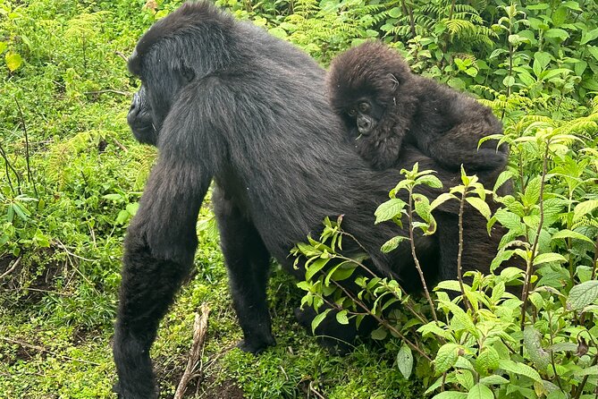 Private Gorilla Trekking Transfer from kigali to Volcanoes N.Park - Returning to Kigali after the wildlife experience