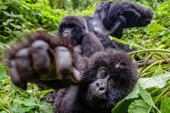 Private Gorilla Trekking Transfer from kigali to Volcanoes N.Park - Is $350 per person good value?