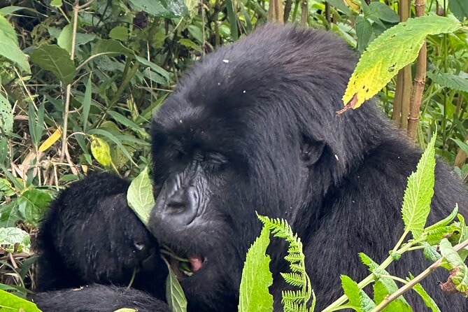 Private Gorilla Trekking Transfer from kigali to Volcanoes N.Park - Who should book this private transfer?