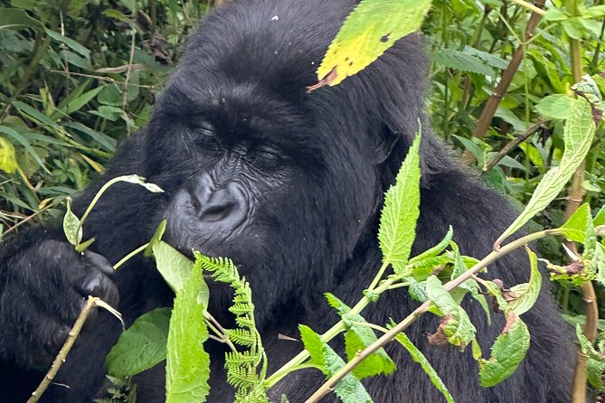 Private Gorilla Trekking Transfer from kigali to Volcanoes N.Park - Booking details and cancellation terms
