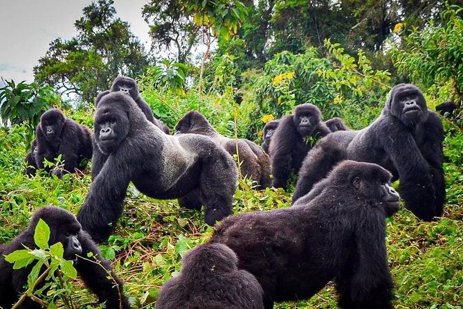 Private Gorilla Trekking Transfer from kigali to Volcanoes N.Park - The road to Musanze and the Virunga volcanoes