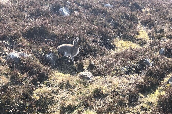 Private Guided Mountain Walking Experience in the Cairngorms - The summit whisky and the return to Aviemore