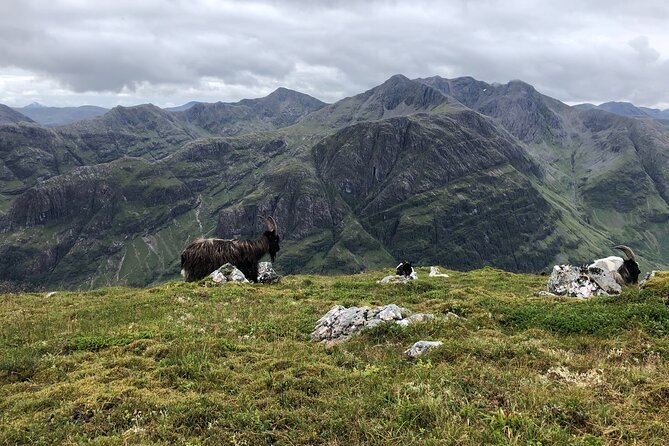 Private Guided Mountain Walking Experience in the Cairngorms - Is $196.08 good value?