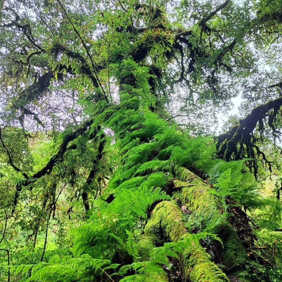 Private Tour Doi Inthanon, Trekking Kew Mae Pan Nature Trail - Kew Mae Pan, the day’s main physical challenge