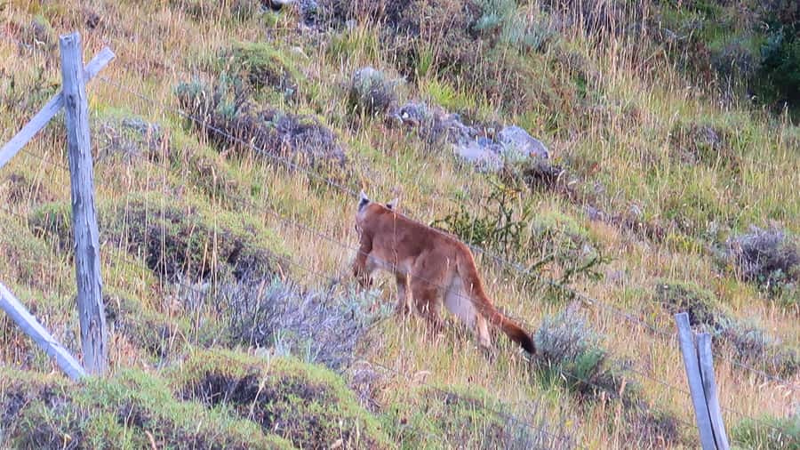 Puerto Natales: Base Torres Small Group Trekking - One hour at Mirador Base Torres